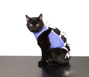 ТД ВЕТ Попона послеоперационная №0,5 для кошек (большая), фланель