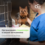 Организуем стационар в ветеринарной клинике
