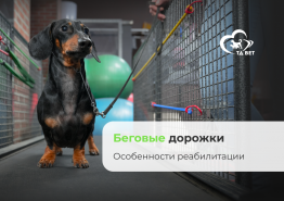 Беговые дорожки для собак